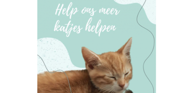 Crowdfunding voor kattenopvang &quot;Dendermondse zwervertjes&quot;