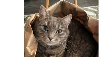 Katze mit Gebrochenem Kiefer