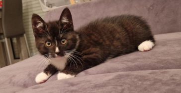 Hilfe für meine Katze mit Ataxie – Ein besseres Leben trotz Handicap!