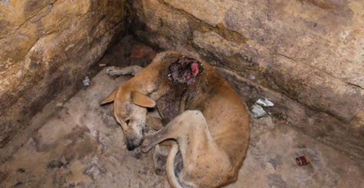 Rescue hope