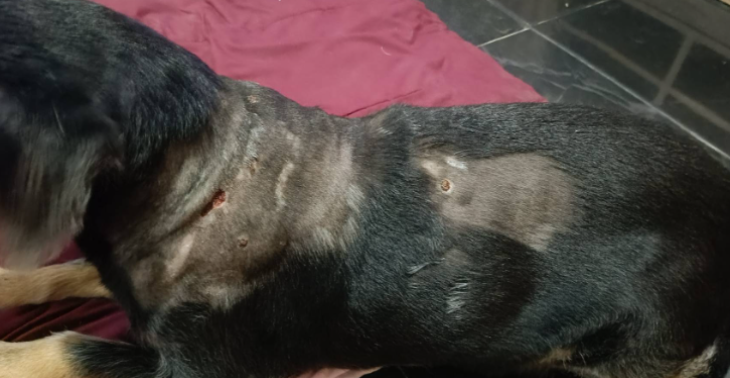 Judiks Gesundheit liegt in deiner Hand – Bitte hilf uns!