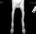 leg