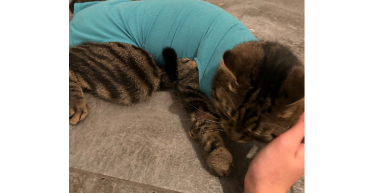 Rette Mila – Sie braucht dringend eine OP!
