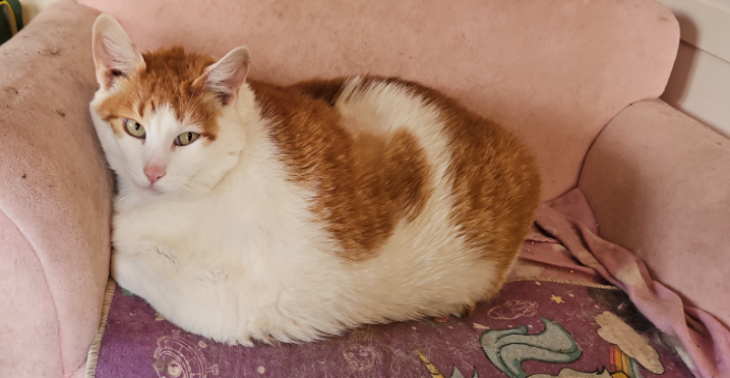 Mein Kater Charlie ist krank und bräuchten dringend Hilfe