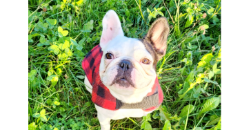 Help Bully van zijn dubbele hernia af door te doneren 🐾