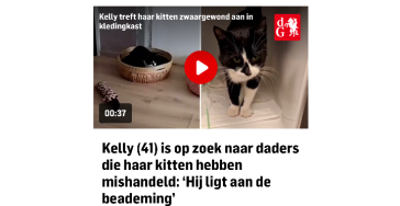 Dierenarts kosten mishandelde kitten