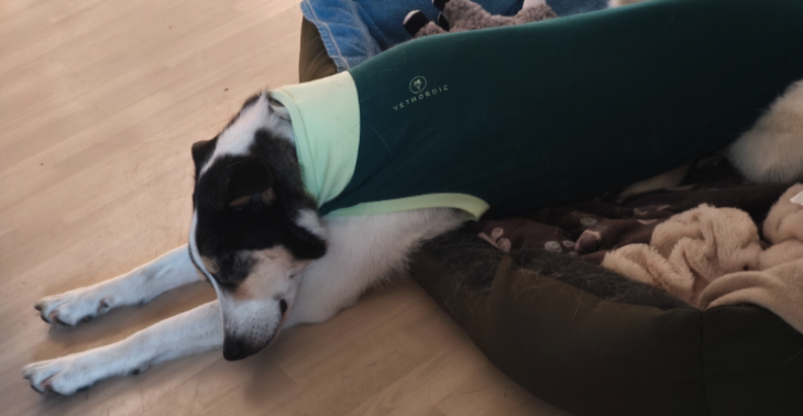Hilfe für Saphira nach Giftköderangriff