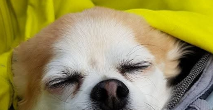Zur OP des Hundes meiner Nachbarin