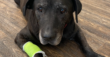 Labrador Lana braucht Hilfe