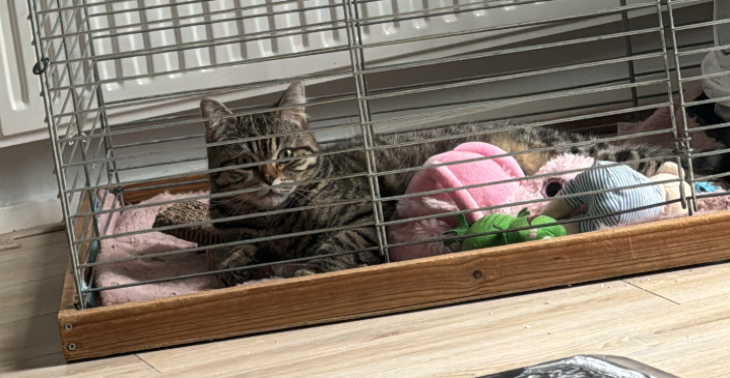 Wie kan ons helpen.. om panter de katnog een fijn mooi leven tegen…