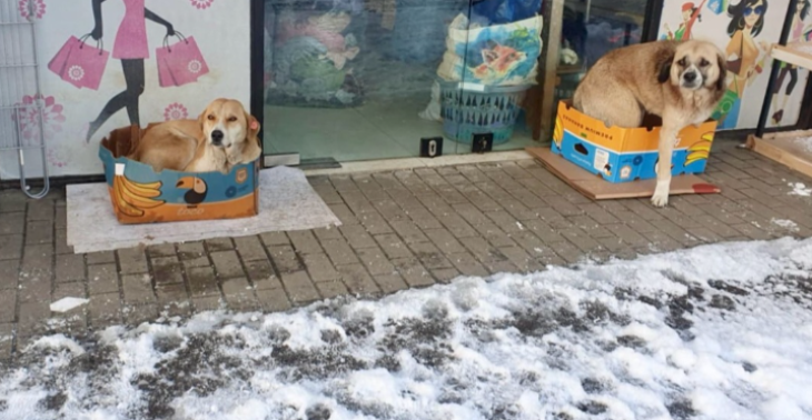 Help ons helpen! Castratieprojecten en opvang in Georgië