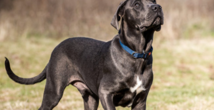 Hilfe für eine Op eines 8 Monate alten Cane Corso