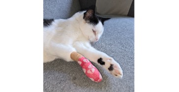 Dierenartskosten kat Amos