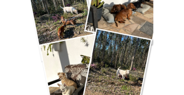 Hulp voor de honden