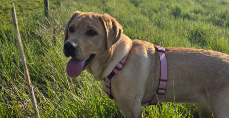 Help Luna de liefste puppy Labrador ❤️