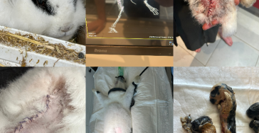 Steun Cylia het gedumpte konijntje uit westmeerbeek