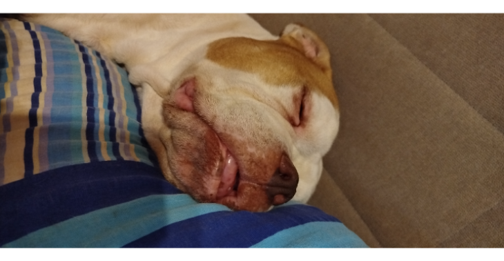 Ich brauche dringend eine kleine Hilfe für meinen Hund Blu