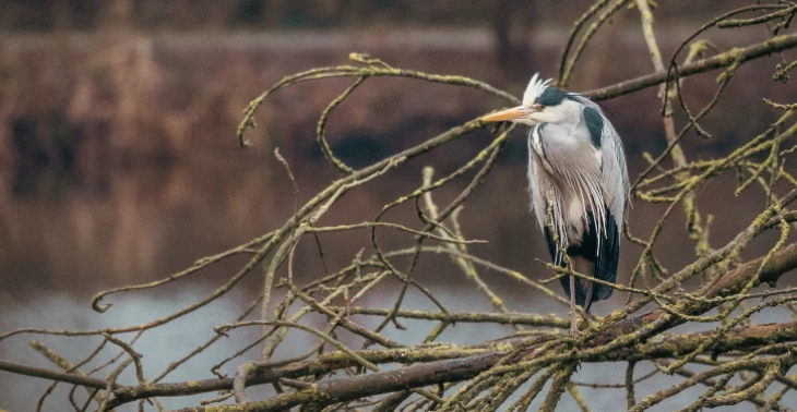 Steun Wat leeft er in de abdij – Breng de natuur in beeld én in beweging