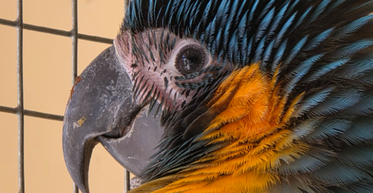 Kosten gedumpte dieren