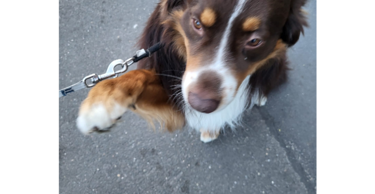 Du armer Hund
