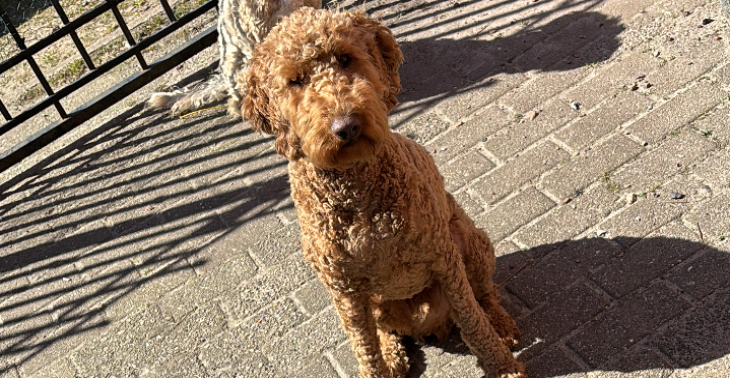 Opleiding Riley ptss hond