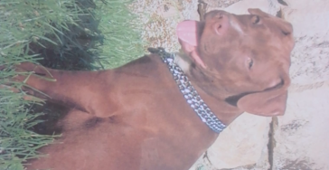 Pitbull Rose in Gedenken Foundation*