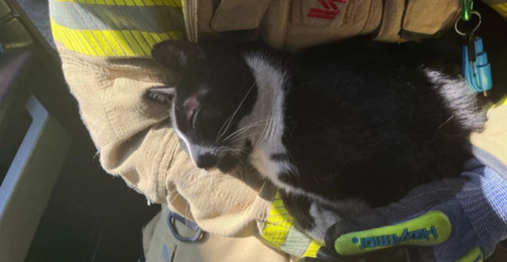 Emergency vet care for Olive – Rescued from an underground dumpster