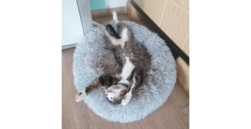 Diagnose feuchtes fip