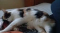 mausi1