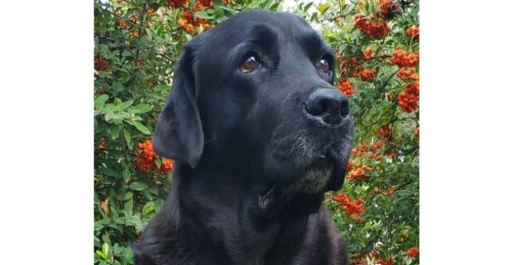 Hilfe für Holly : OP- und Abschiedskosten