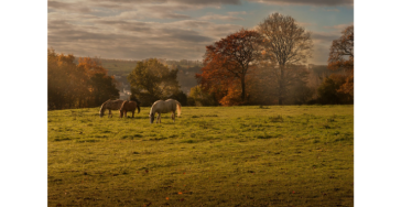 Wir brauchen Hilfe." → "Für unsere Familie."🐴🐶
