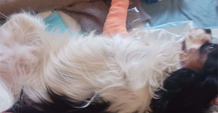 Hond Ozzy