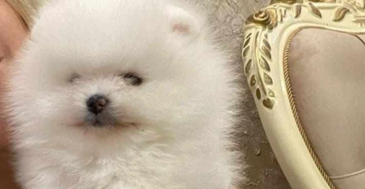 Thermische bench voor pomeriaanse pup/Thermal crate for Pomeranian puppy