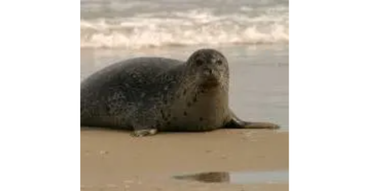 Zeehond uitzetten