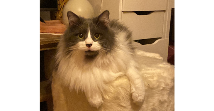 Help Lucky to build his cat proof garden 💗🐾