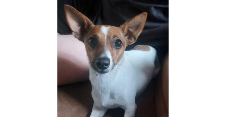 Help Roxy haar oogje te redden!