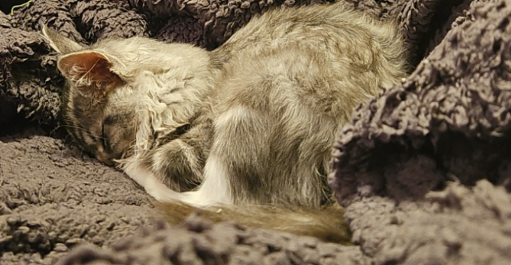 Kitten in nood