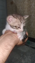 1000065807