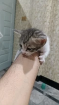 1000065810