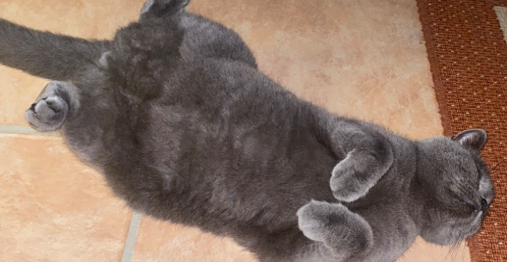 Hilfe für Kater Leo