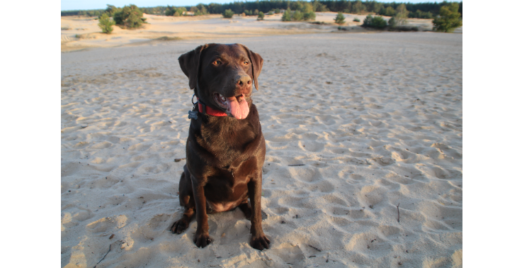 Help onze labrador Balou &quot;on her feet&quot;!