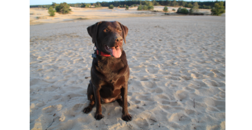 Help onze labrador Balou "on her feet"!