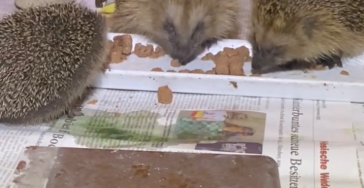 Bitte Helft dem Igel zu überleben