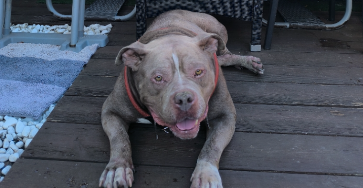 Maurice de lieve Bully xl