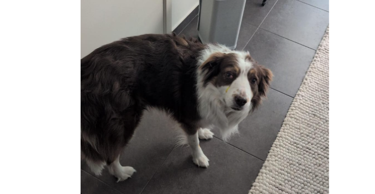 Help mijn liefste Charlie ! :c <3