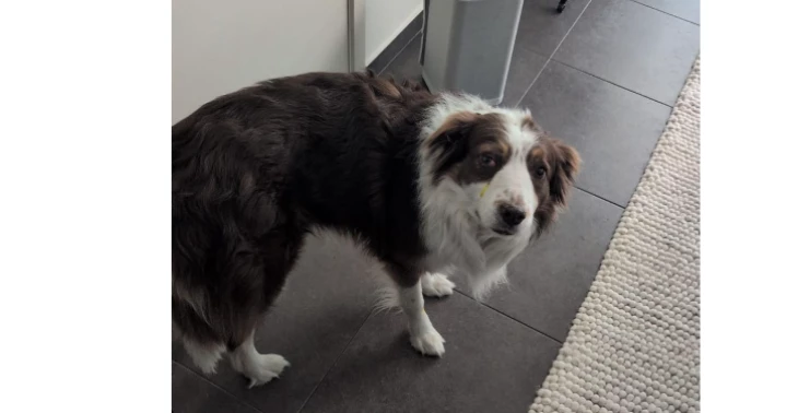 Help mijn liefste Charlie ! :c <3