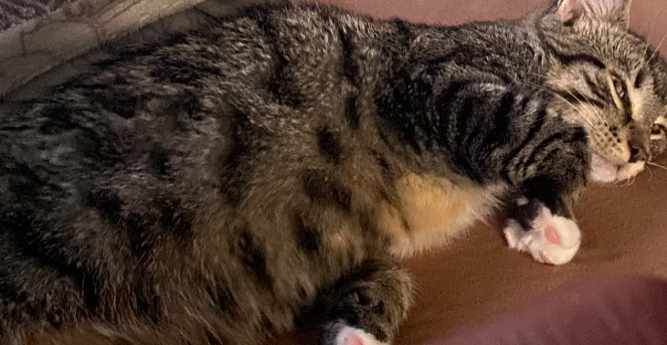 Hallo, mein Name ist zuzi Und bin krank miau