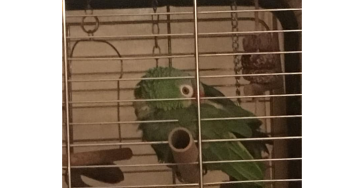 Help Chico