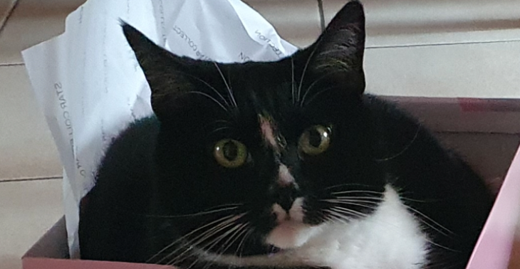 Help zodat we onze katjes kunnen meenemen naar een nieuwe woonst