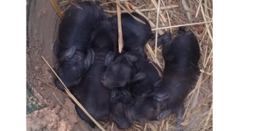 Kaninchen Babys in Not